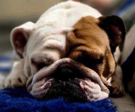 British Bulldog for sale by SPENLEY