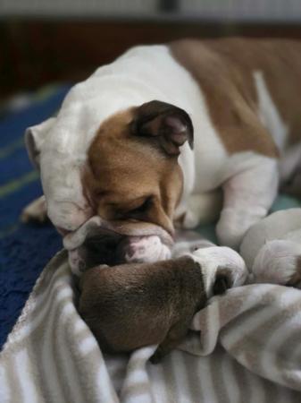British Bulldog for sale by SPENLEY