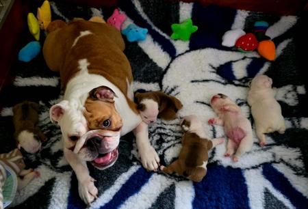 British Bulldog for sale by SPENLEY