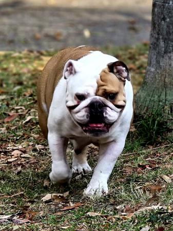 British Bulldog for sale by SPENLEY