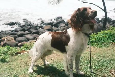 English Springer Spaniel for sale by HARDGOING