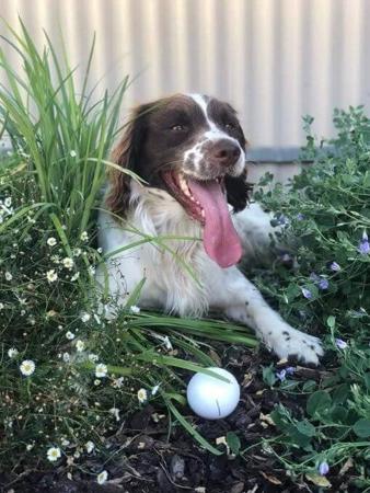 English Springer Spaniel for sale by HARDGOING