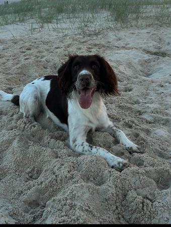 English Springer Spaniel for sale by HARDGOING