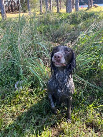 English Springer Spaniel for sale by HARDGOING