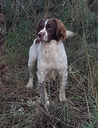 English Springer Spaniel puppy for sale by HARDGOING