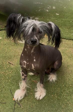 Chinese Crested Dog for sale by LENLEN