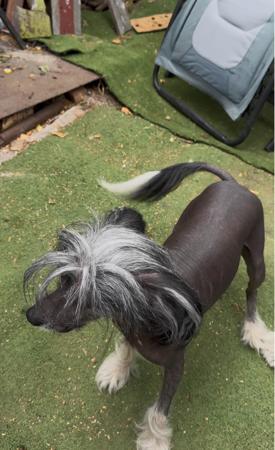 Chinese Crested Dog for sale by LENLEN