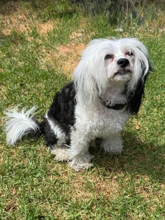 Chinese Crested Dog for sale by LENLEN