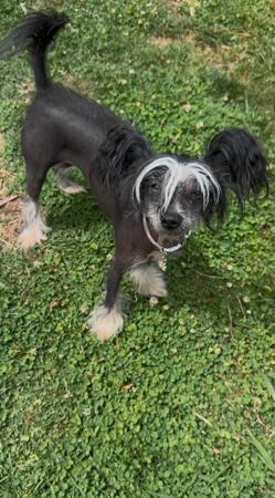 Chinese Crested Dog for sale by LENLEN