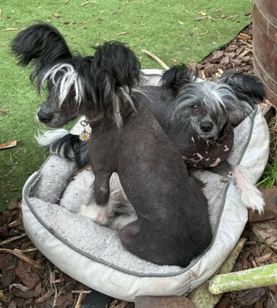 Chinese Crested Dog for sale by LENLEN