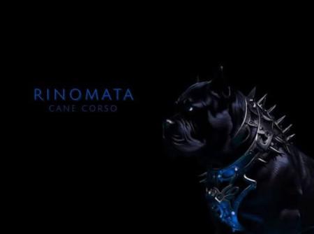 Cane Corso for sale by RINOMATA123