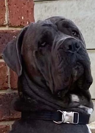 Cane Corso for sale by RINOMATA