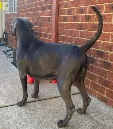 Cane Corso for sale by RINOMATA