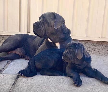 Cane Corso for sale by RINOMATA