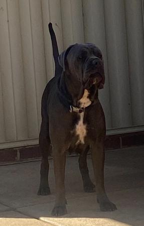 Cane Corso for sale by RINOMATA