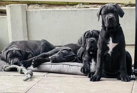 Cane Corso for sale by RINOMATA