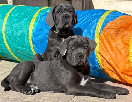 Cane Corso for sale by RINOMATA