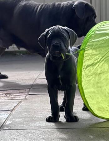 Cane Corso for sale by RINOMATA