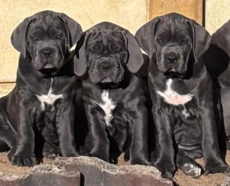 Cane Corso for sale by RINOMATA