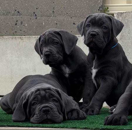 Cane Corso for sale by RINOMATA