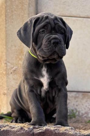 Cane Corso for sale by RINOMATA
