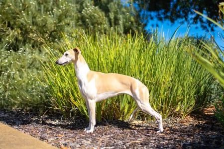 Whippet for sale by YUDELA