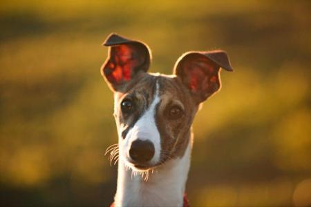 Whippet for sale by YUDELA