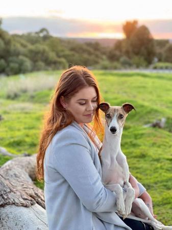 Whippet for sale by YUDELA