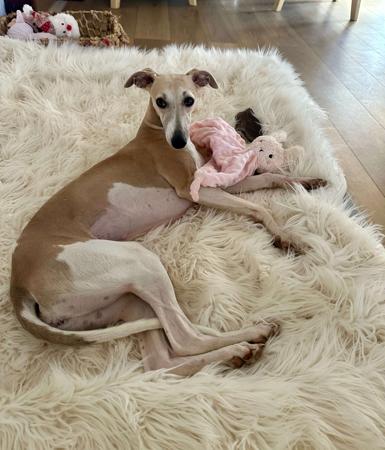 Whippet for sale by YUDELA