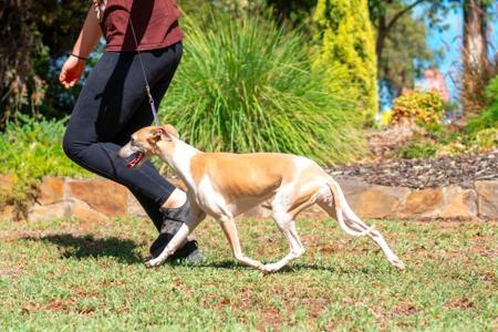 Whippet for sale by YUDELA