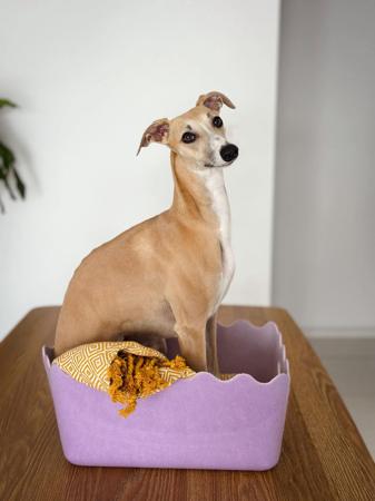 Whippet puppy for sale by YUDELA
