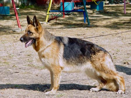 German Shepherd Dog for sale by AUSTONEHEDGE
