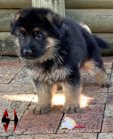German Shepherd Dog puppy for sale by AUSTONEHEDGE