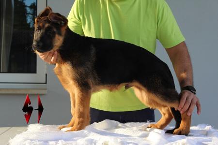 German Shepherd Dog puppy for sale by AUSTONEHEDGE