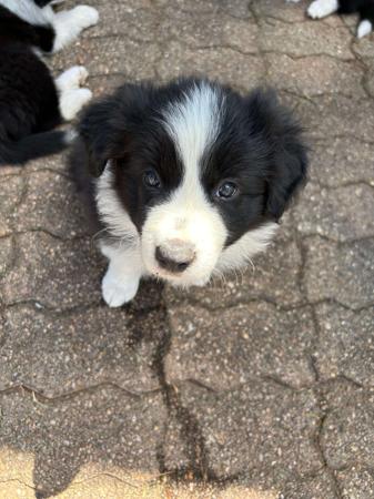 Border Collie for sale by HERDINGHARTS