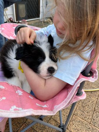 Border Collie for sale by HERDINGHARTS