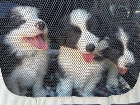 Border Collie for sale by HERDINGHARTS