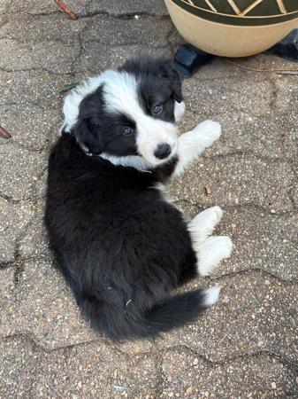 Border Collie for sale by HERDINGHARTS