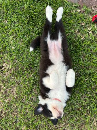 Border Collie for sale by HERDINGHARTS