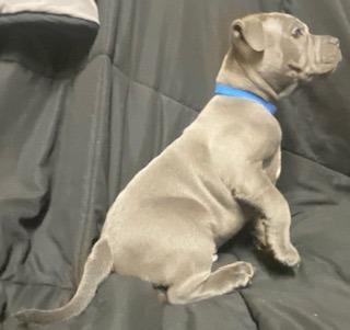 Staffordshire Bull Terrier for sale by OUBLUESTAFF02