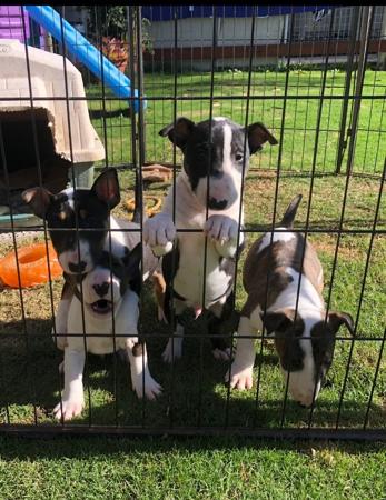 Bull Terrier (Miniature) puppy for sale by RSCLARKE44