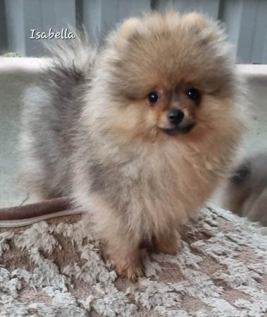 Pomeranian for sale by POMMARIKA