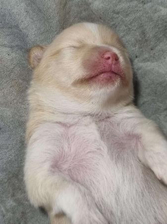 Pomeranian for sale by POMMARIKA