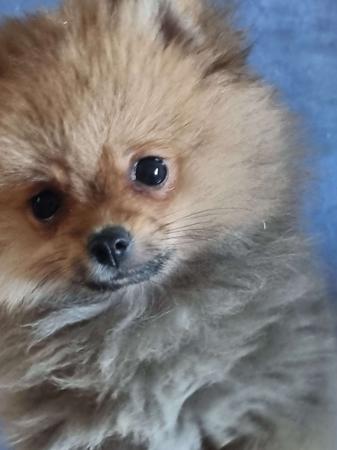 Pomeranian puppy for sale by POMMARIKA023