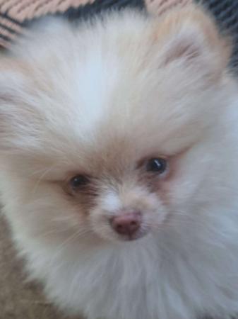 Pomeranian puppy for sale by POMMARIKA023