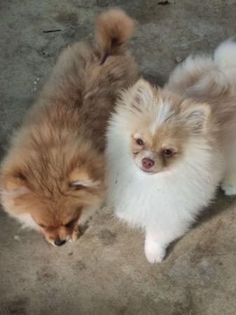 Pomeranian puppy for sale by POMMARIKA023