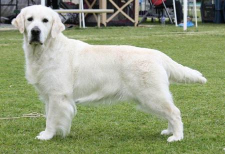 Golden Retriever for sale by STANDNDELIVA