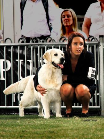 Golden Retriever for sale by STANDNDELIVA