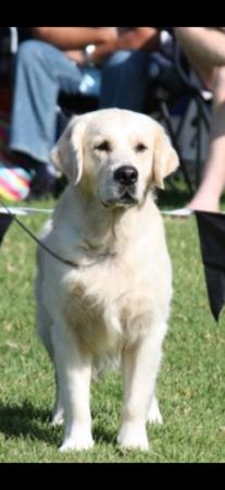 Golden Retriever for sale by STANDNDELIVA