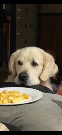 Golden Retriever for sale by STANDNDELIVA